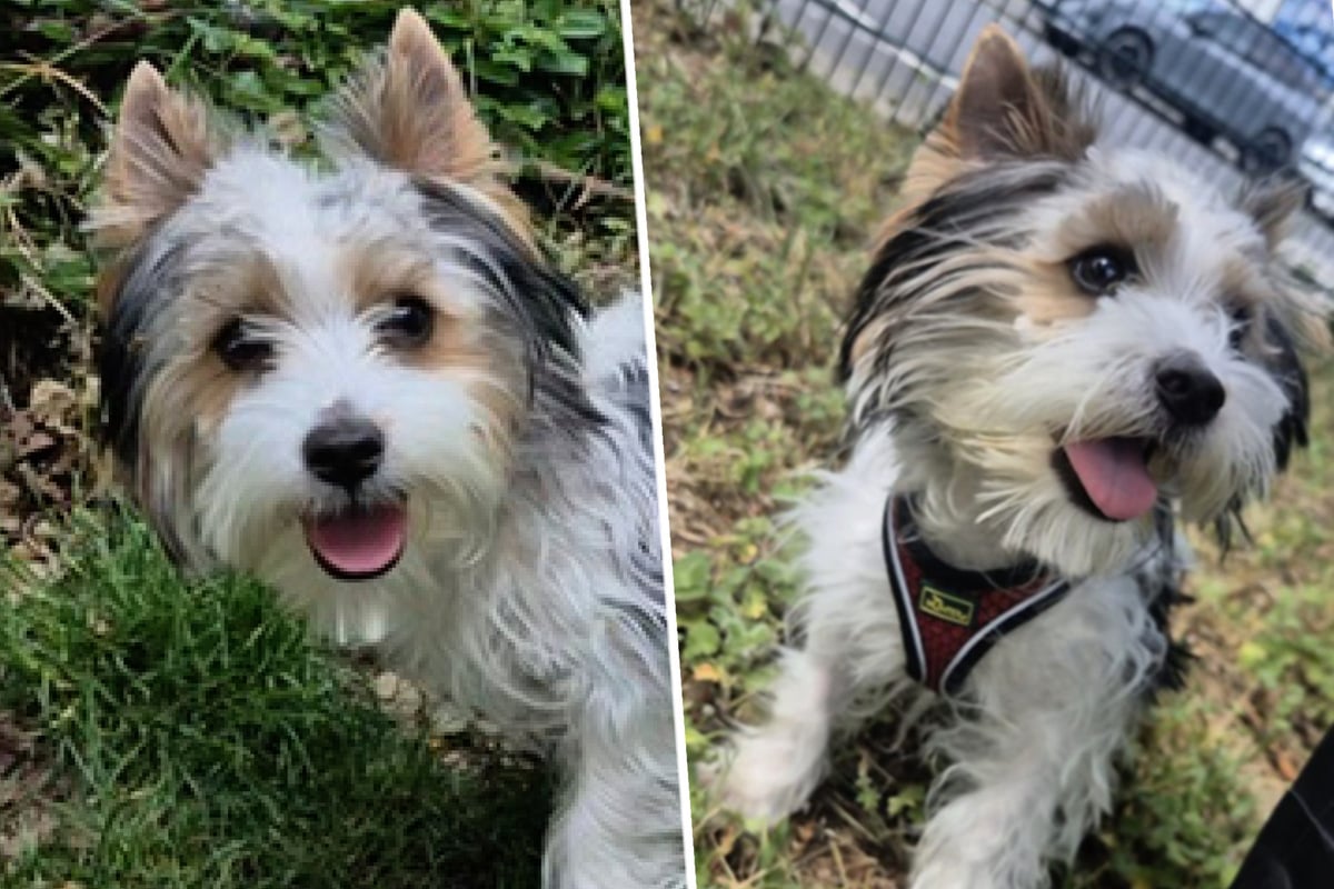 Nach zwei Operationen: Niedlicher Yorkie-Welpe sucht neues Z