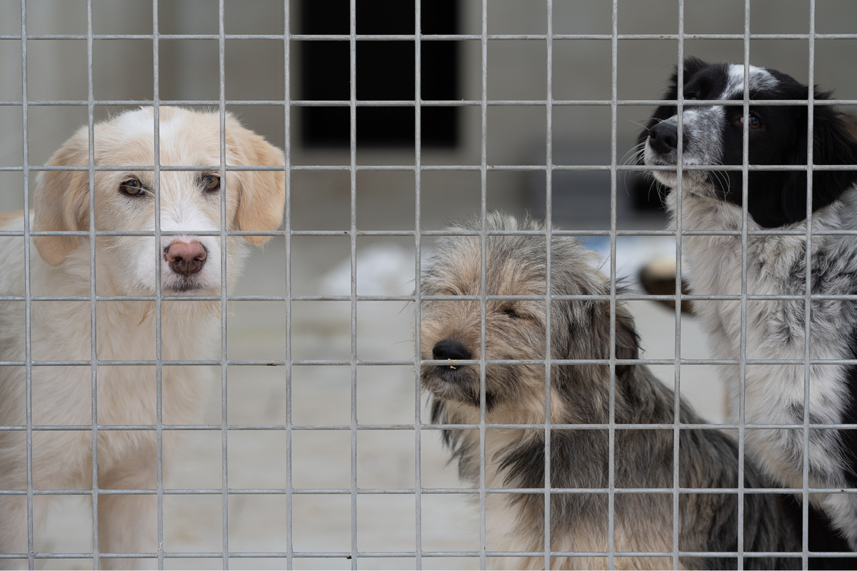 Hessische Tierheime in Not: Werden zukünftig Haustiere einfach auf der ...