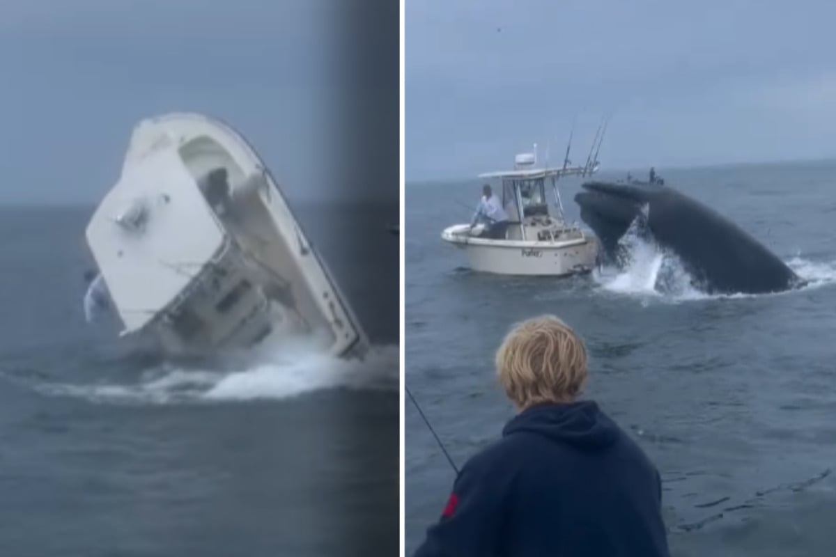 Schockmoment beim Angeln: Wütender Wal greift Boot an