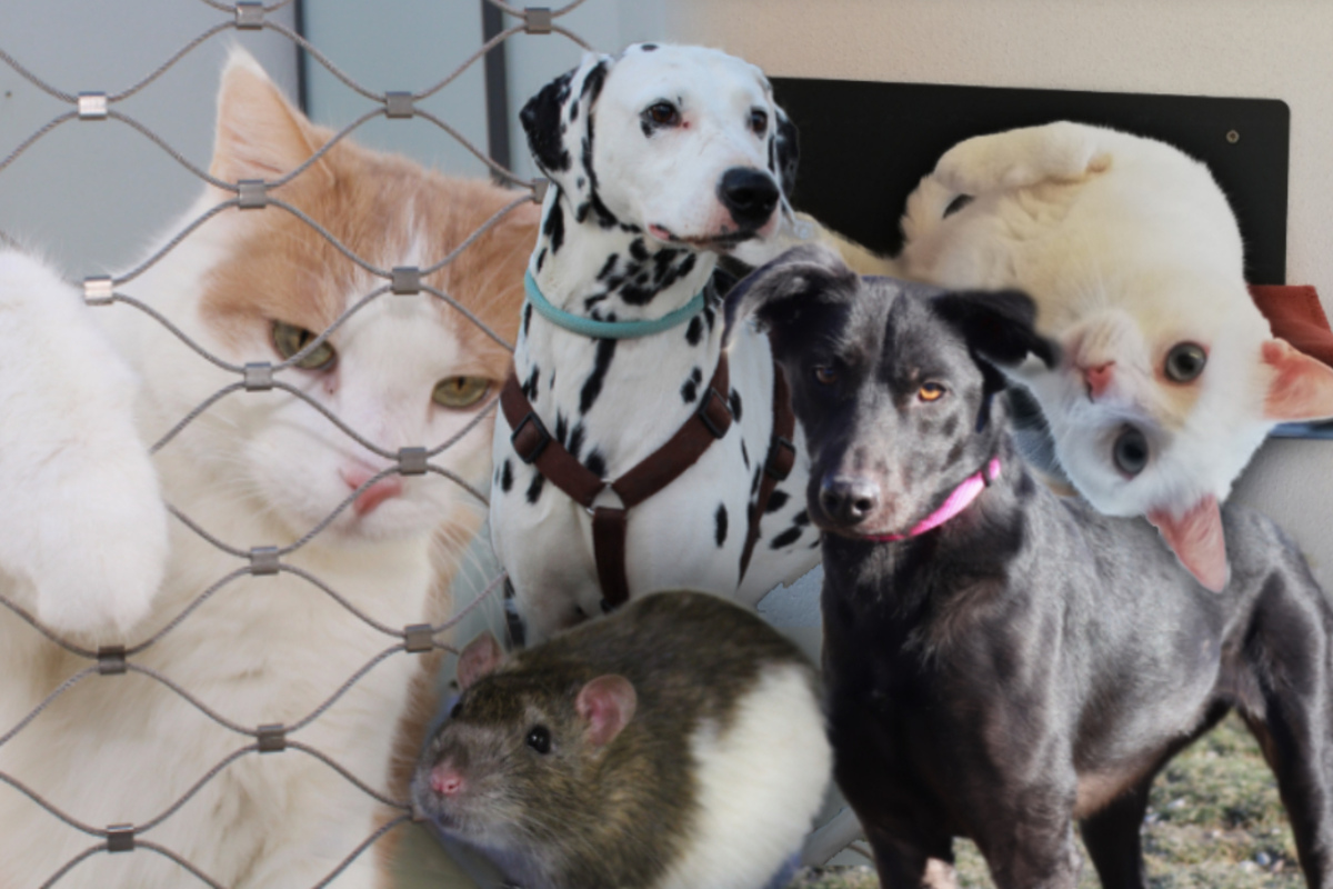 5 besondere Tiere Diese Hunde, Katzen und Ratten suchen ein Zuhause