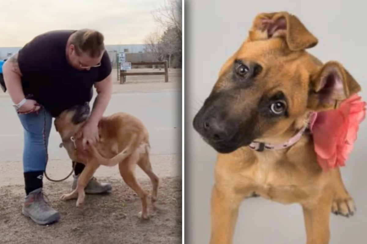 Familie gibt Hund nach sieben Jahren ins Tierheim zurück: Grund überrascht dort alle