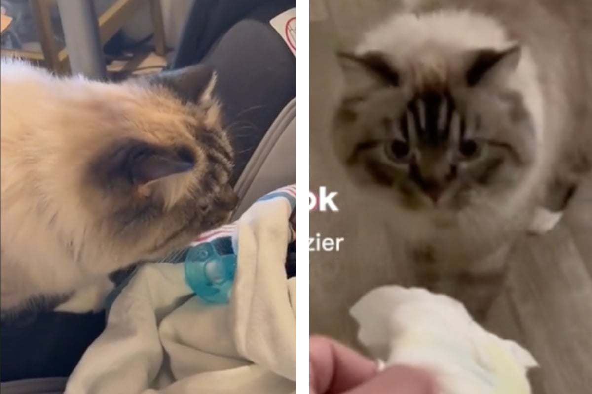 Cat throws up over meeting new baby sister in TikTok meetcute disaster