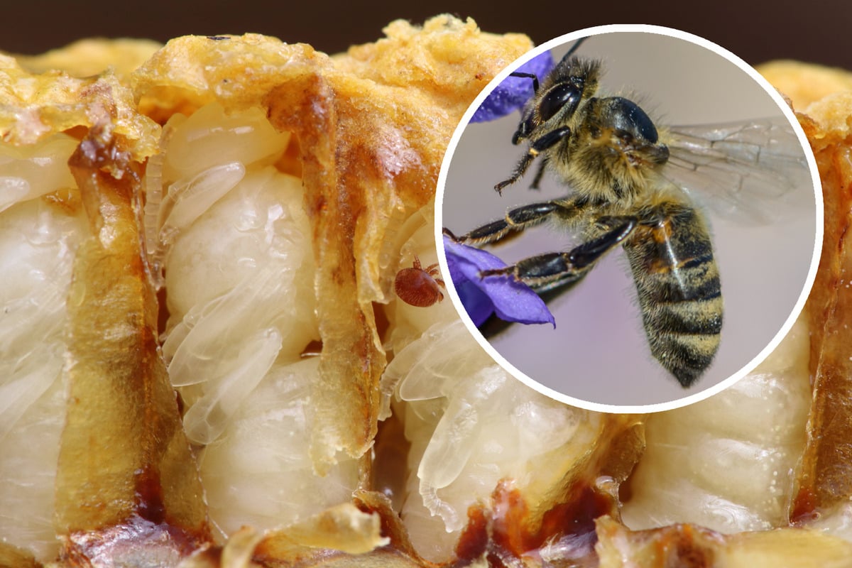 Große Gefahr für Dresdner Bienen: Killer-Parasit treibt sein Unwesen!