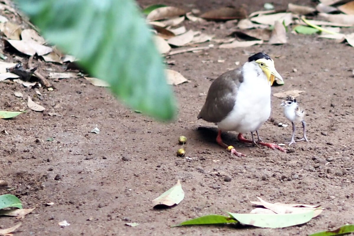 Tierpfleger wird Zieh-Papa für kleinen Kiebitz: 