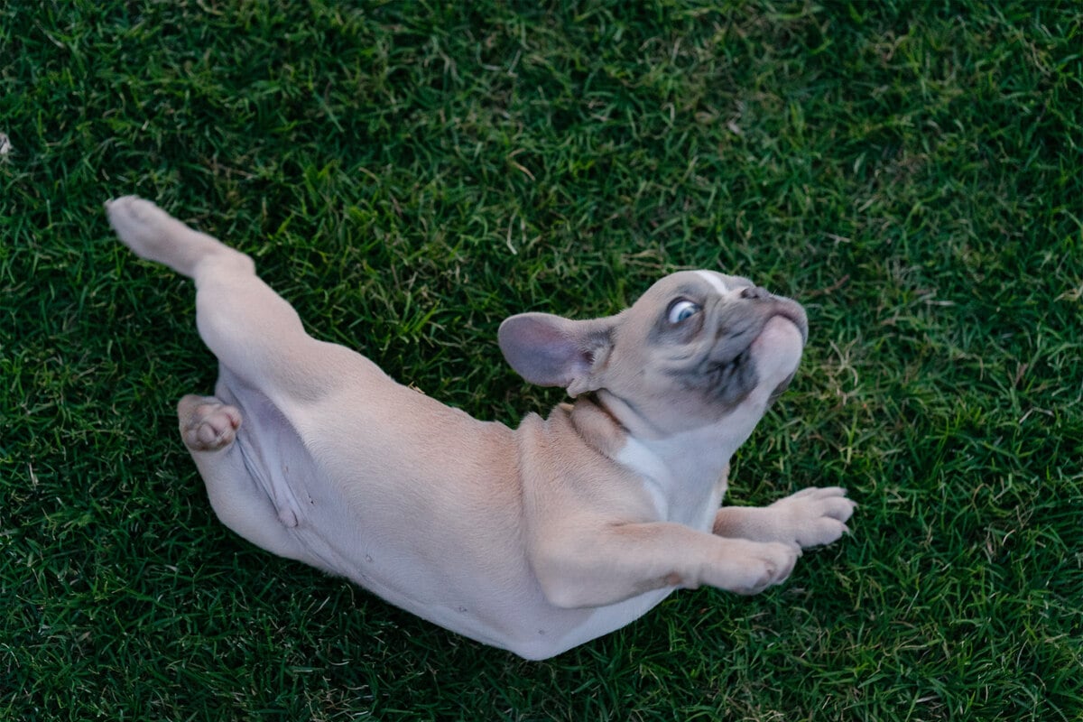 Why do dogs roll in poop?