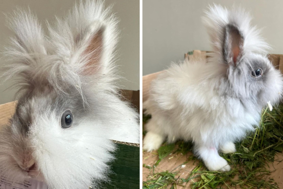 Ziemlich niedlich und superflauschig: Junge Kaninchen suchen neue Bleibe
