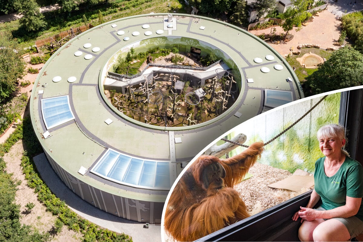 Orang-Utan-Haus eröffnet: Die Affen haben ein neues Wohnzimmer!