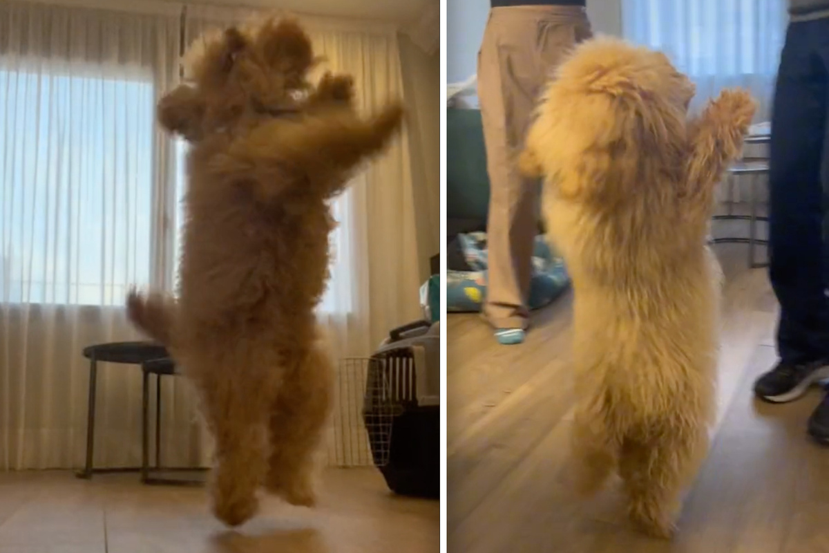 Dog s Incredible Moves Make It TikTok s Newest Dance Sensation 