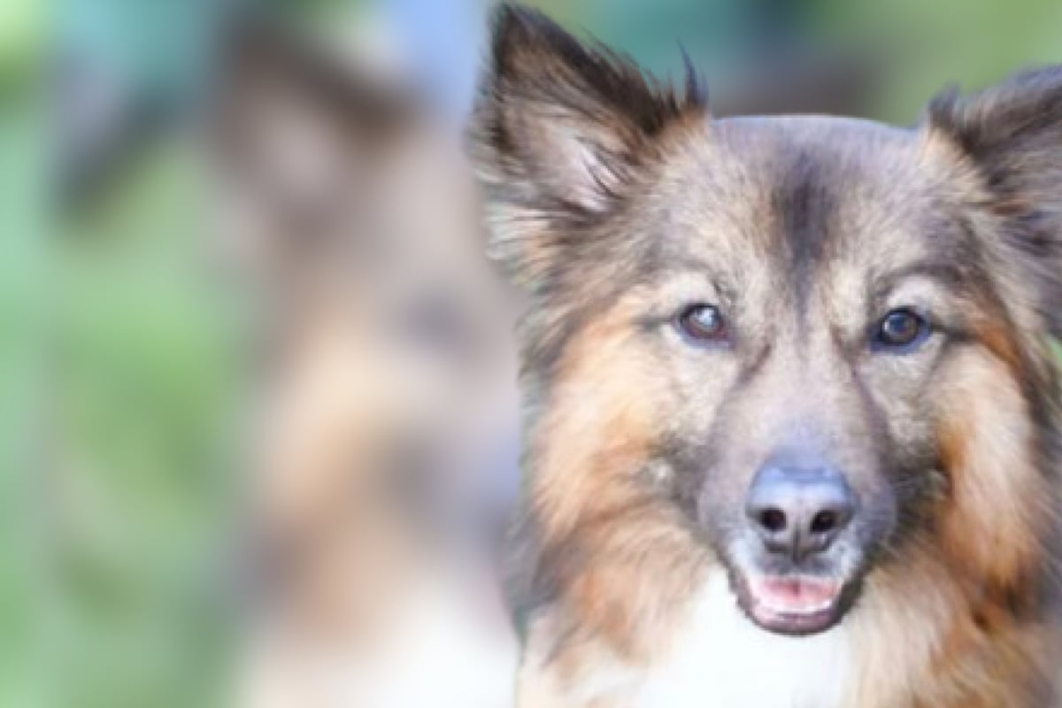 Milow-ist-ein-Powerpaket-mit-Potenzial-Doch-der-Terrier-Mix-hat-eine-Schwachstelle