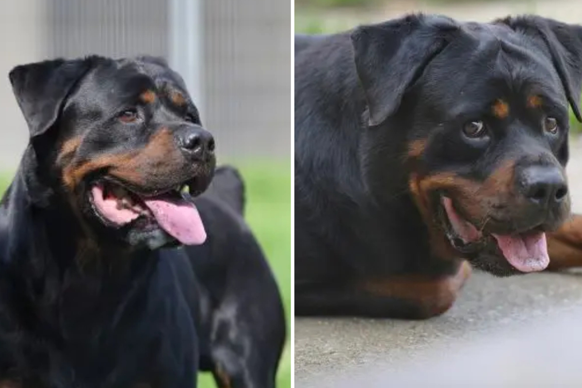 Rottweiler aus der Ukraine hofft auf Happy End: Wer hat ein Herz für ...