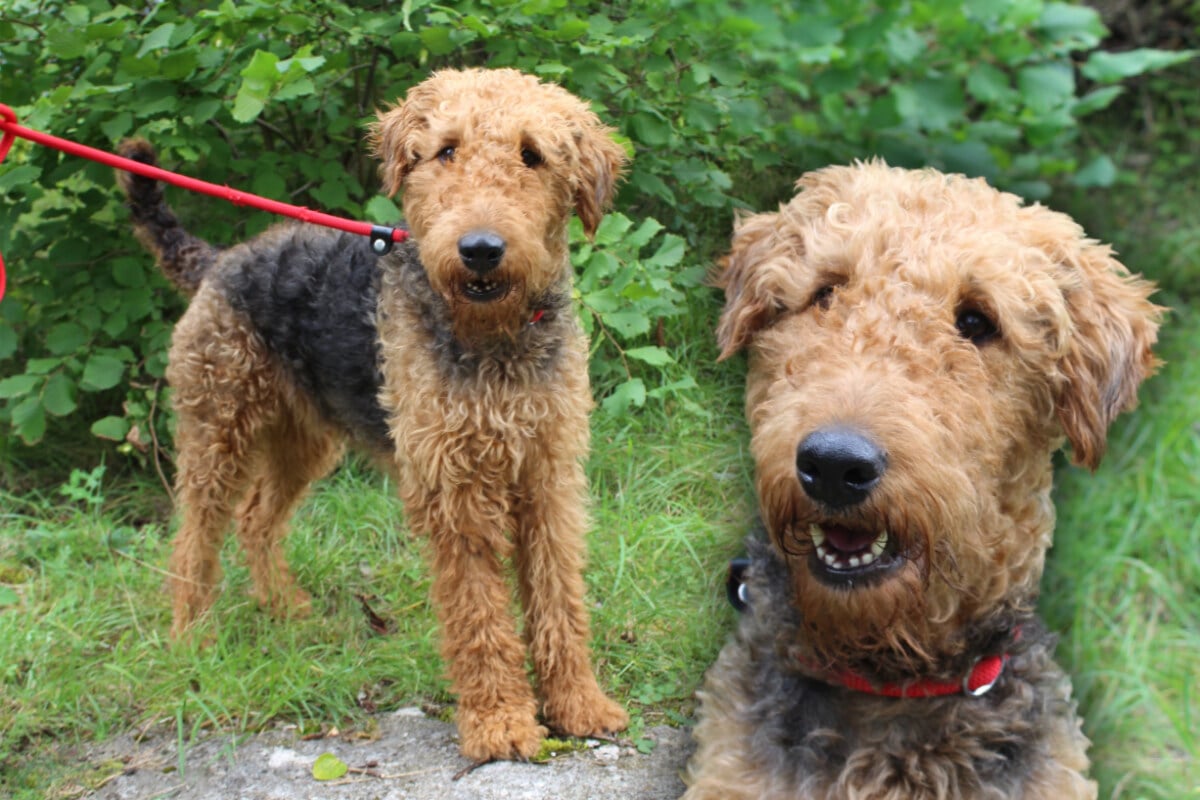 Airedale Terrier aus schlechter Haltung gerettet: Gibt es ein Happy End für "Ella"?