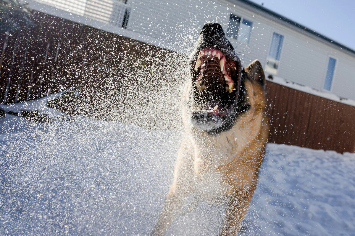 Dog bite treatment How to treat dog bites