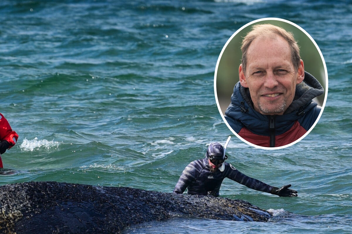 Walforscher wirft kritischen Blick auf Rettung in der Ostsee: Rescue Team könnte unterstützen