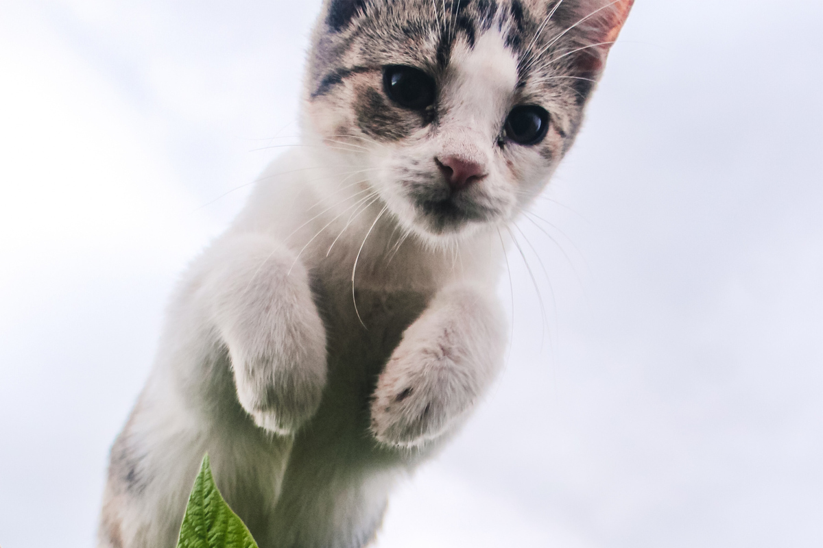 Waffle the Warrior Cat: Highest and longest cat jump ever