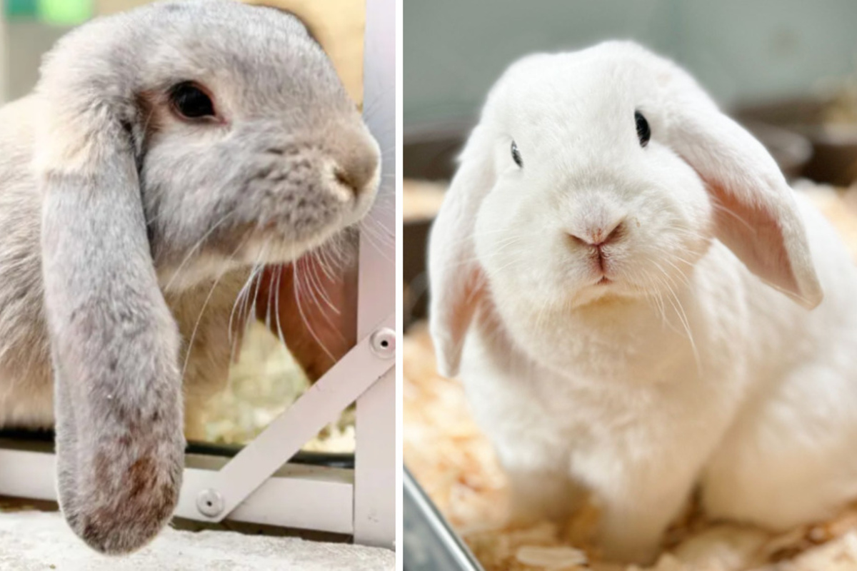 Hier sind die Karnickel los: Kaninchen wollen mehr als nur knabbern
