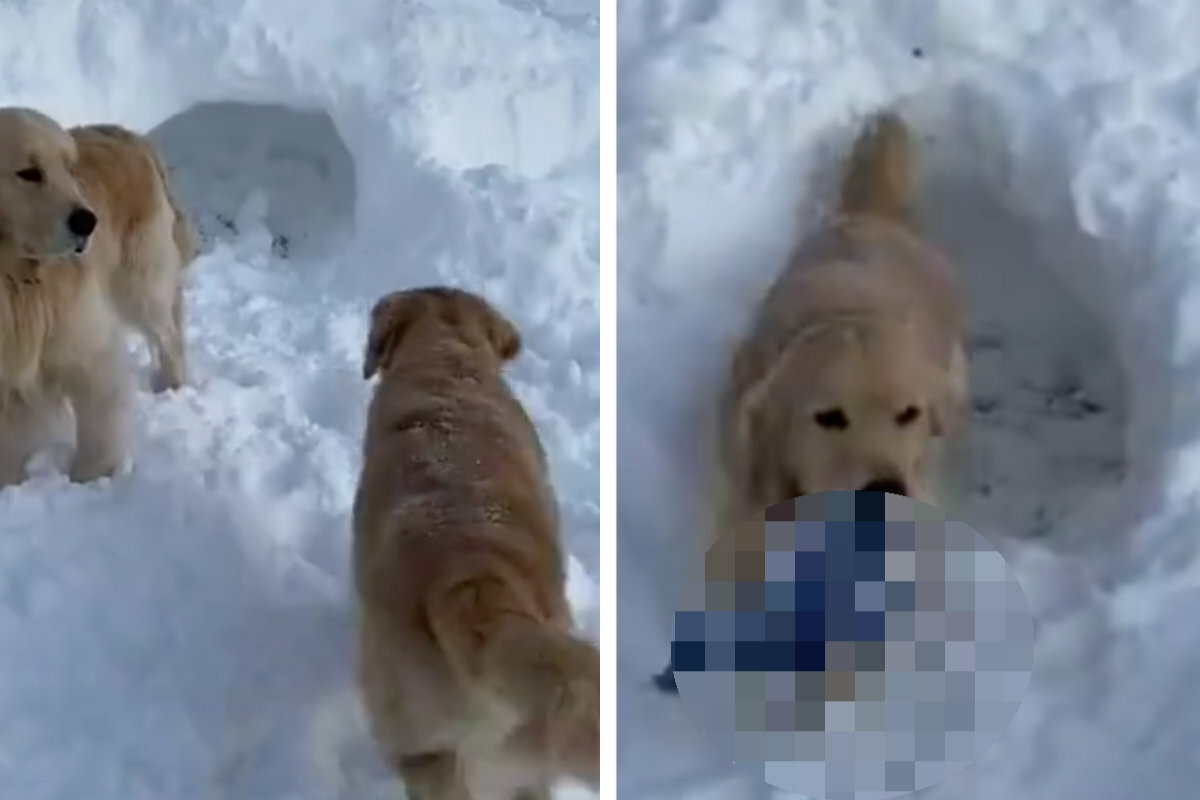 Dog goes into igloo: Its owners are amazed at what it suddenly carries out!