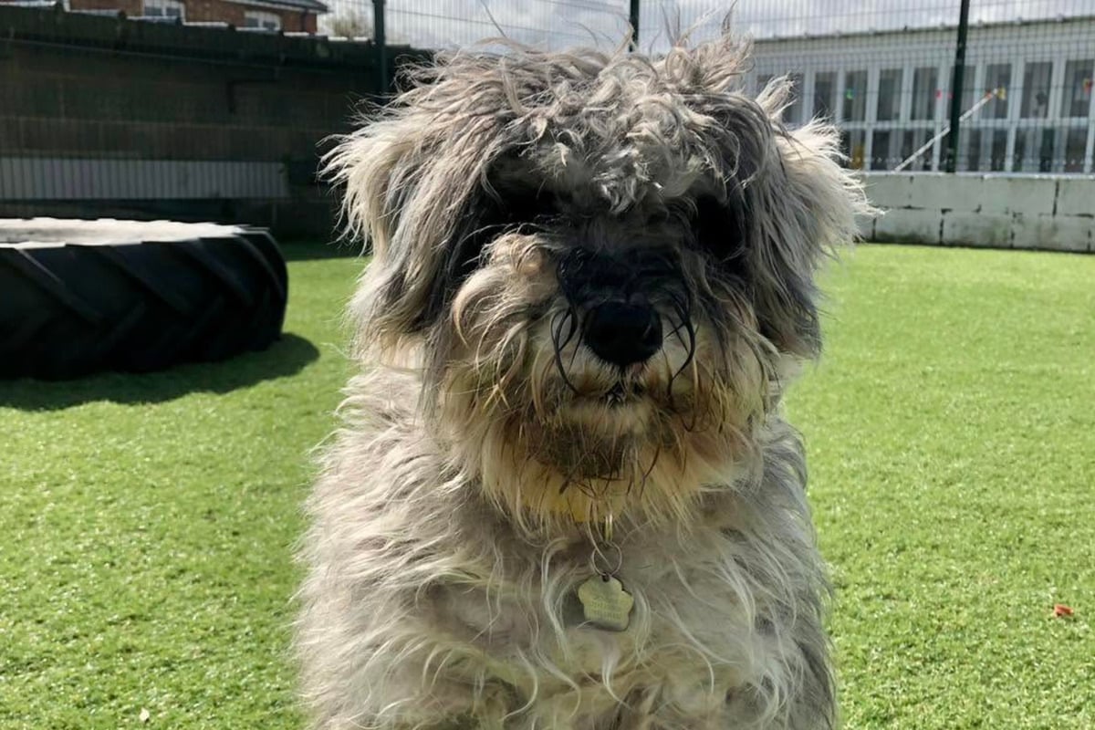 Matted dog is finally shaved after rescue – and her stunning features are revealed!
