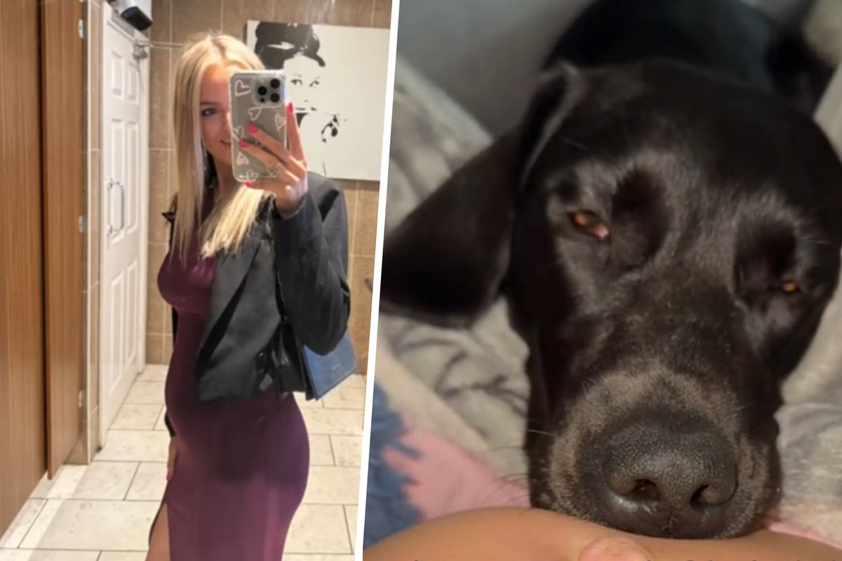 Labrador liegt auf Bauch von werdender Mutter: Was dann passiert, kann sie kaum glauben!