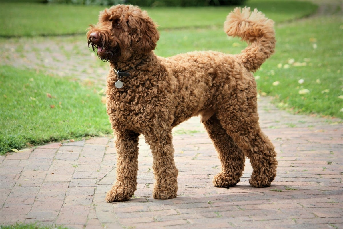 Golden dog 2024 with curly hair