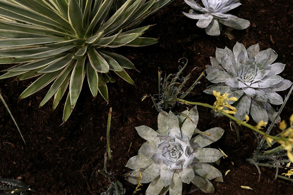 Indoor Plants That Are Impossible To Kill Indoor Plants That Are Impossible To Kill