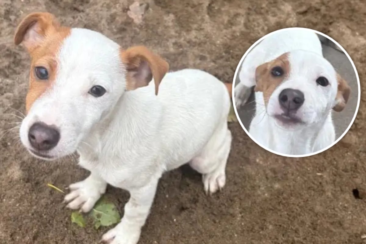 Fast-die-H-lfte-seines-Lebens-im-Tierheim-Wer-hat-ein-Herz-f-r-Zack-