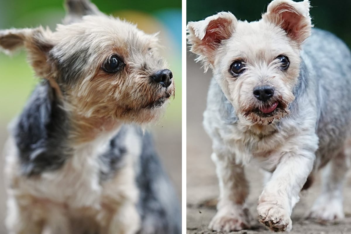 Tapferes-Yorkshire-Terrier-Duo-Vater-und-Sohn-suchen-ruhiges-Zuhause