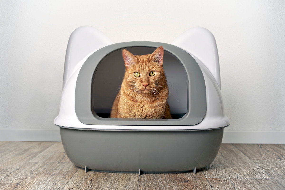 Reise Katzenklo – Die 15 besten Produkte im Vergleich - Haustierratgeber  Ratgeber