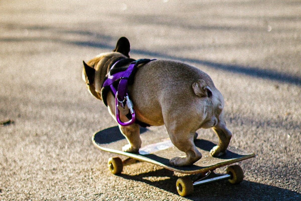 Sporting dogs: Top 10 sporty dog breeds