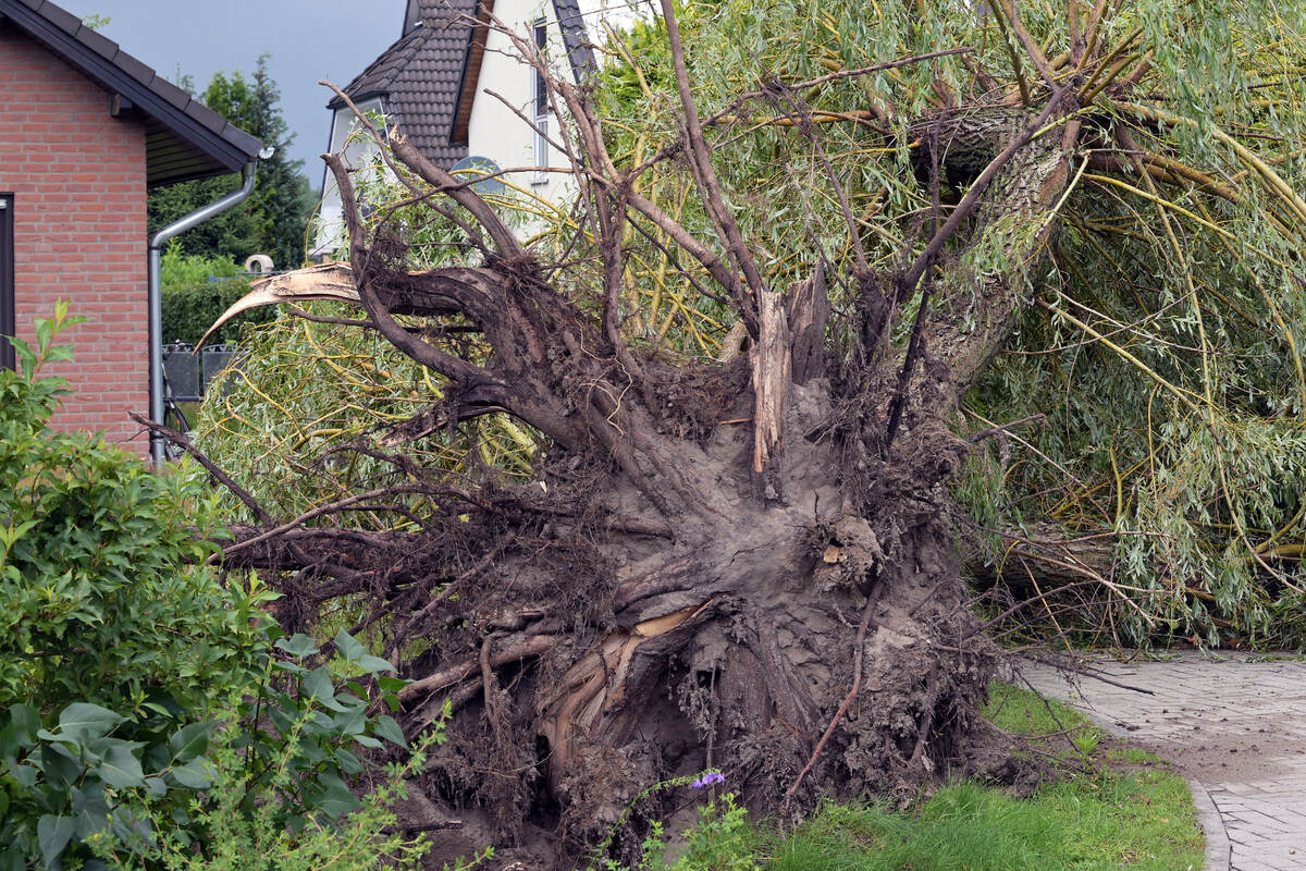 Kaputte Dächer, entwurzelte Bäume: Wütete ein Tornado in Cottbus?