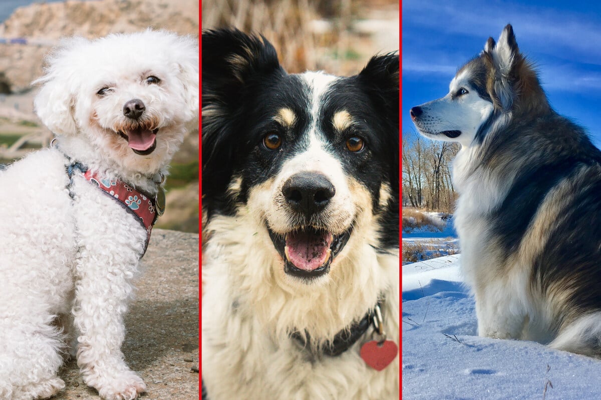 Top 10 friendliest dog hot sale breeds