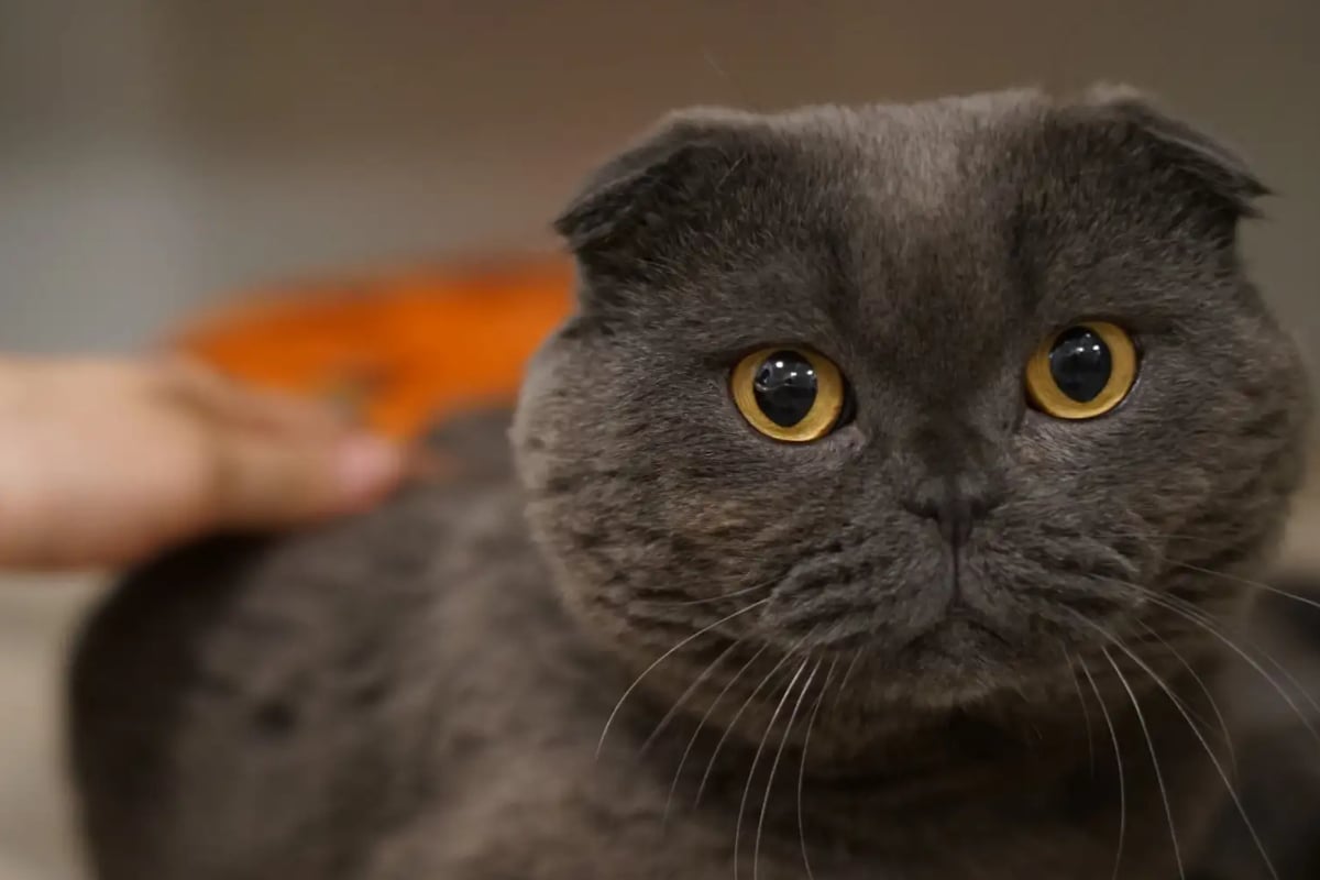 Felio-ist-Opfer-extremer-Qualzucht-Wer-hat-ein-Herz-f-r-den-verschmusten-Kater-