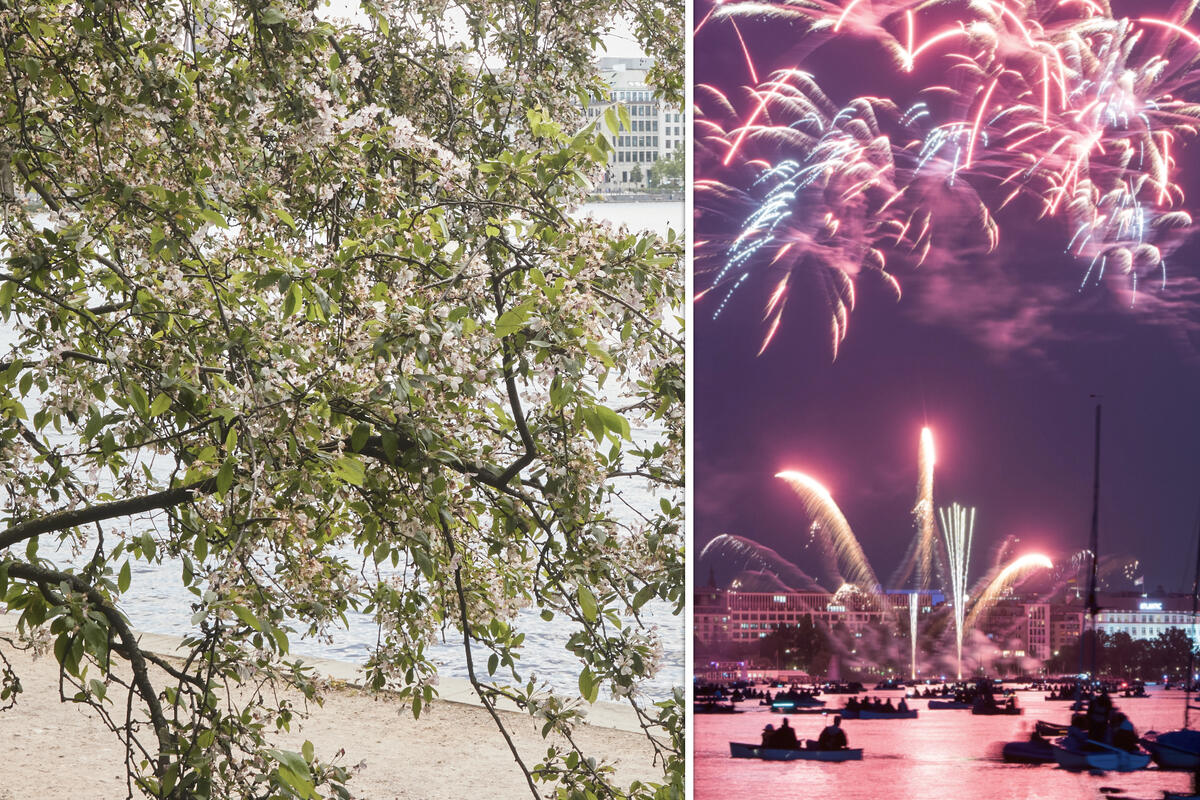 Japanisches Kirschblütenfest in Hamburg: So könnt Ihr das Feuerwerk aus