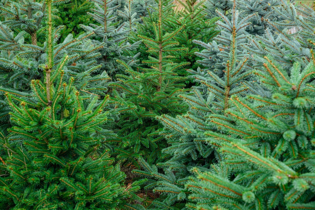 Frisch-gef-llt-statt-gekauft-Hier-gibt-es-in-Th-ringen-Weihnachtsb-ume-zum-Selberschlagen