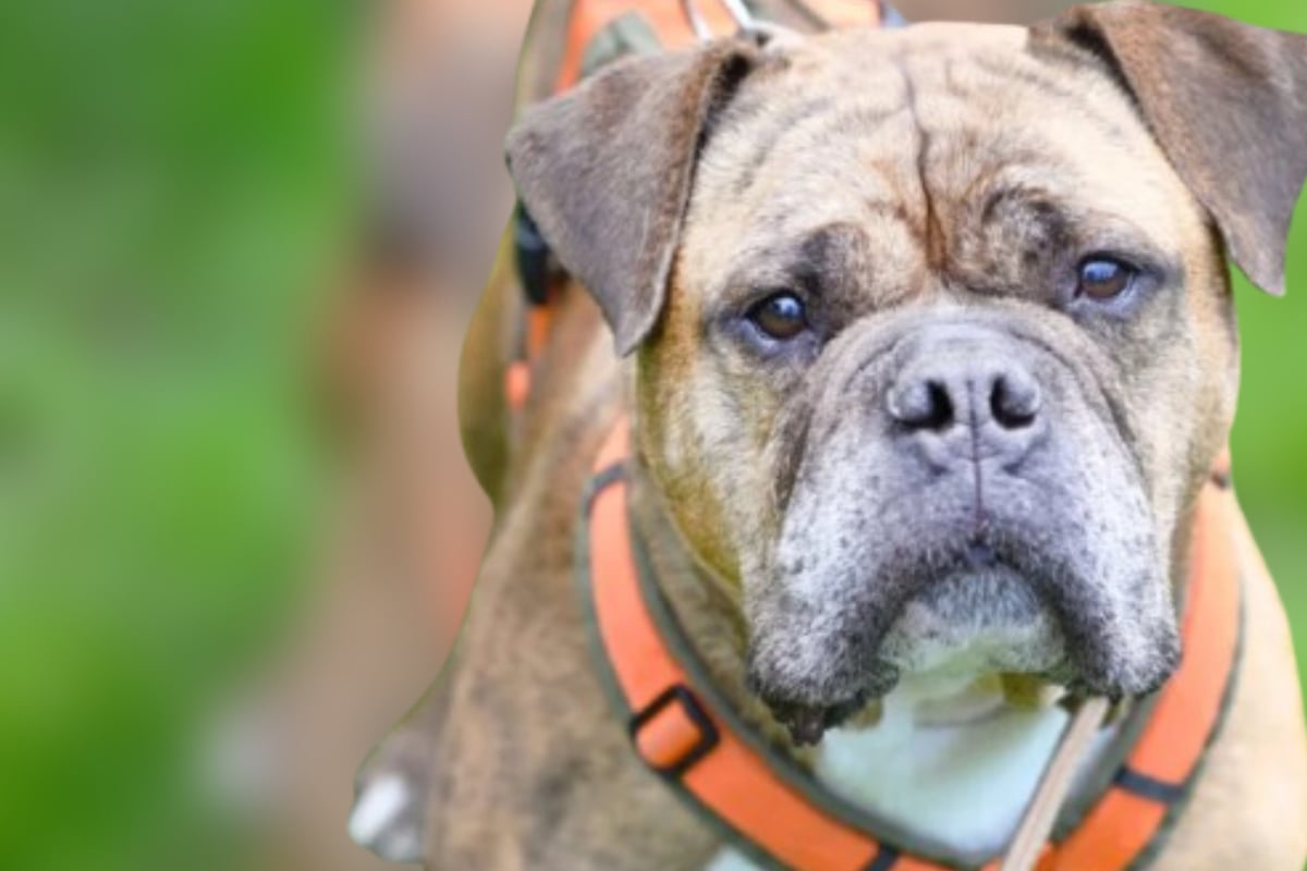 Sturkopf mit Herz: Bekommt Hunde-Opi Viet noch eine Chance?