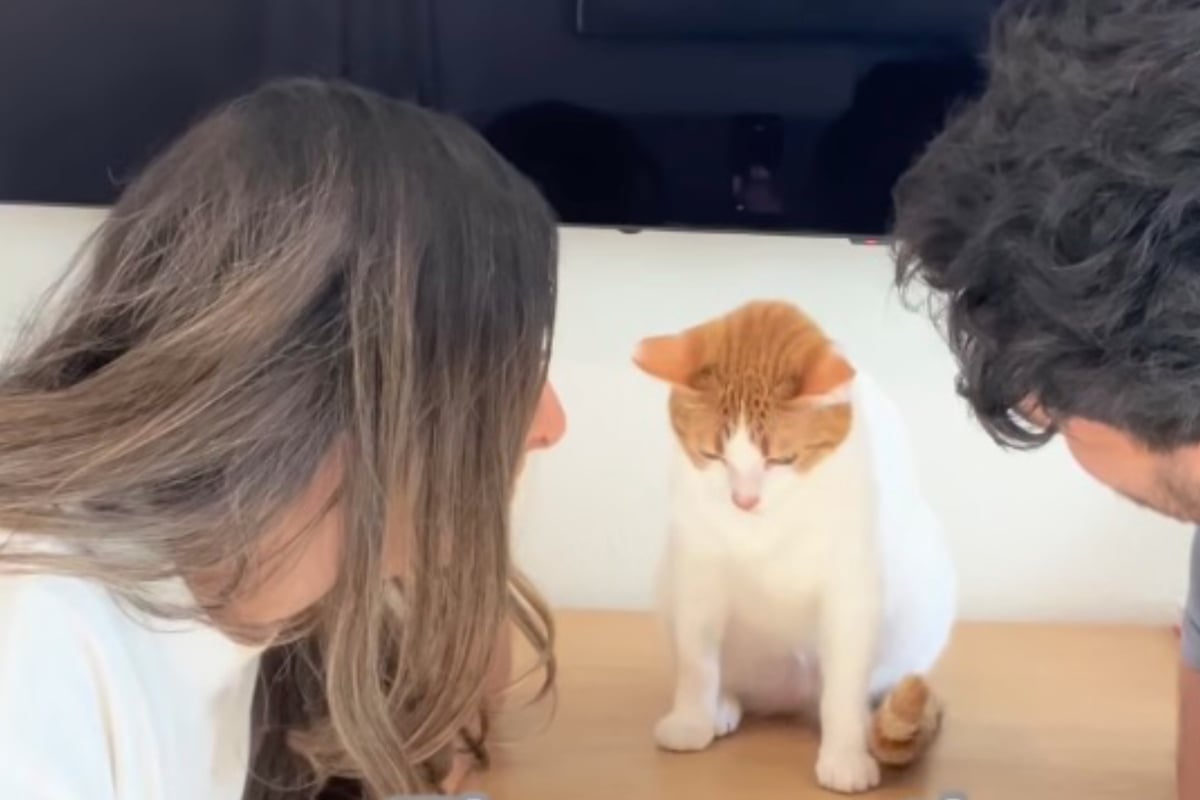 Cat owners do "love test" with their kitties, and the hilarious results are going viral!