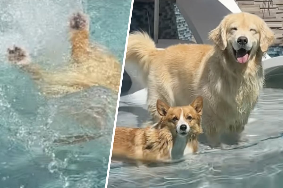 Golden-Retriever-geht-mit-kleiner-Schwester-baden-was-dann-passiert-bringt-so-viele-zum-Lachen
