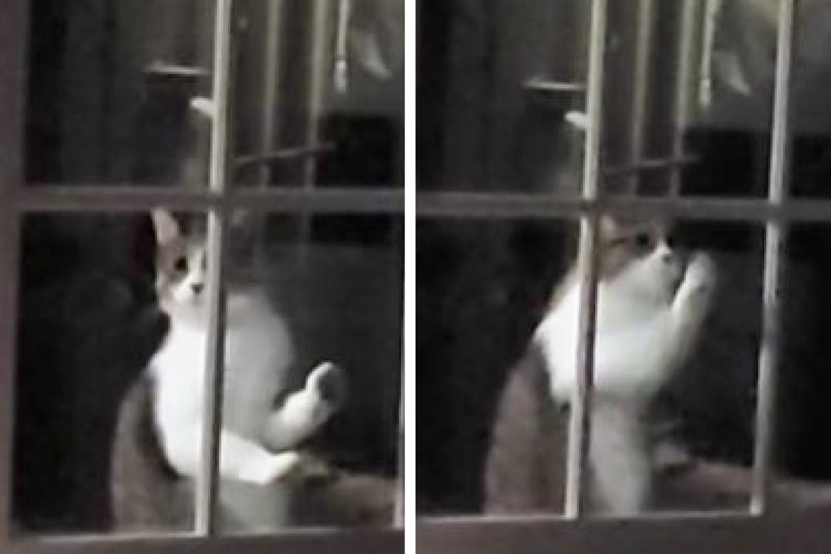 Katze kratzt verzweifelt an Tür Was dann passiert, bringt Millionen User zum Lachen