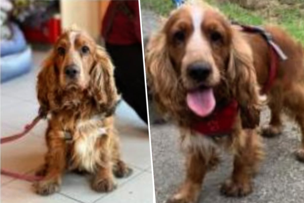 Rex lebte mit sieben Hunden in Kleinbus, jetzt sucht der Cocker Spaniel ...