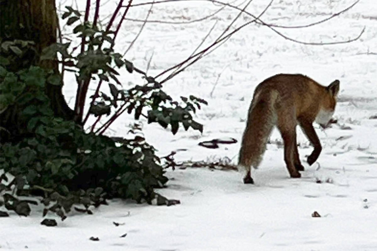 Fuchs terrorisiert Nachbarschaft: Hund bei Angriff getötet!