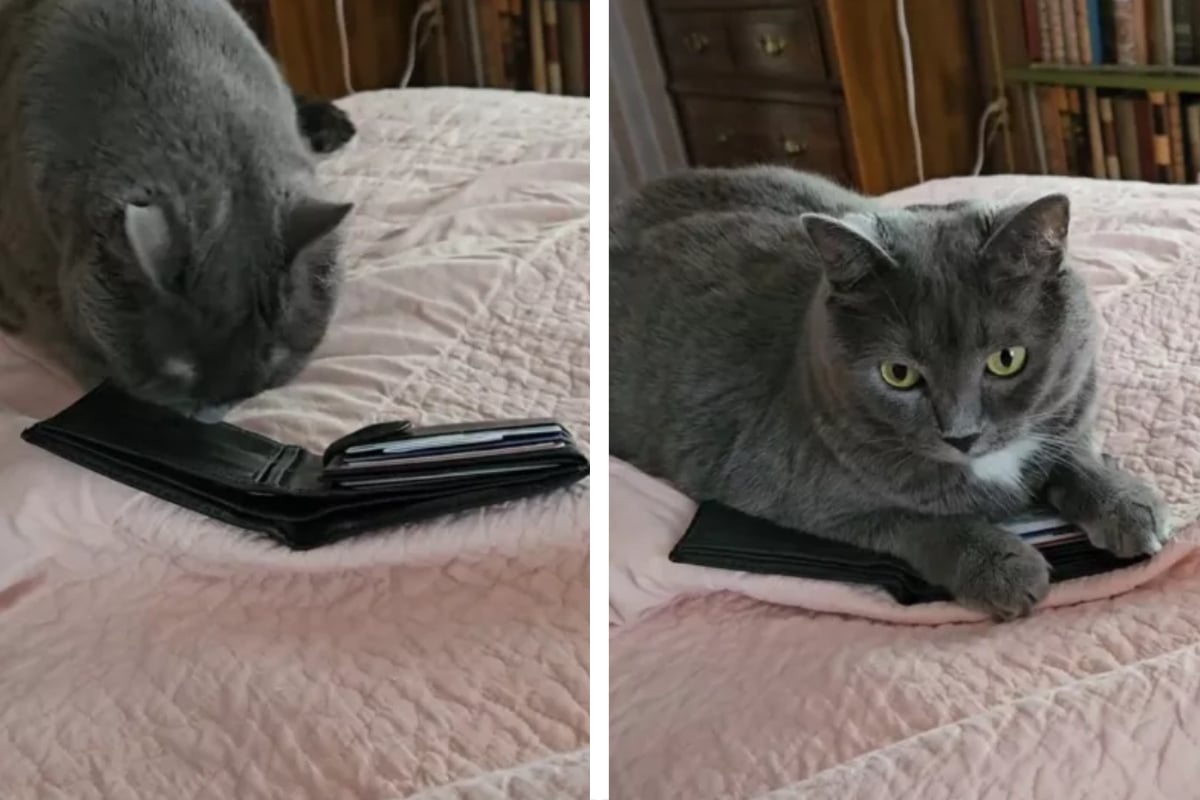 Katze findet Brieftasche von verstorbenem Besitzer: Ihre Reaktion rührt alle zu Tränen