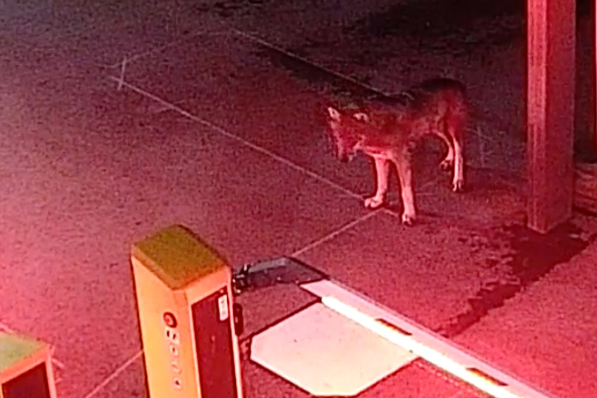 Video Hier Lauft Der Wolf Mitten Durch Koln Tag24