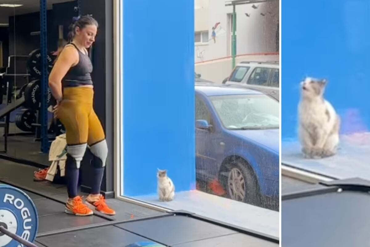 Cat desperately meows for help outside of a gym – does anyone answer her pleas?