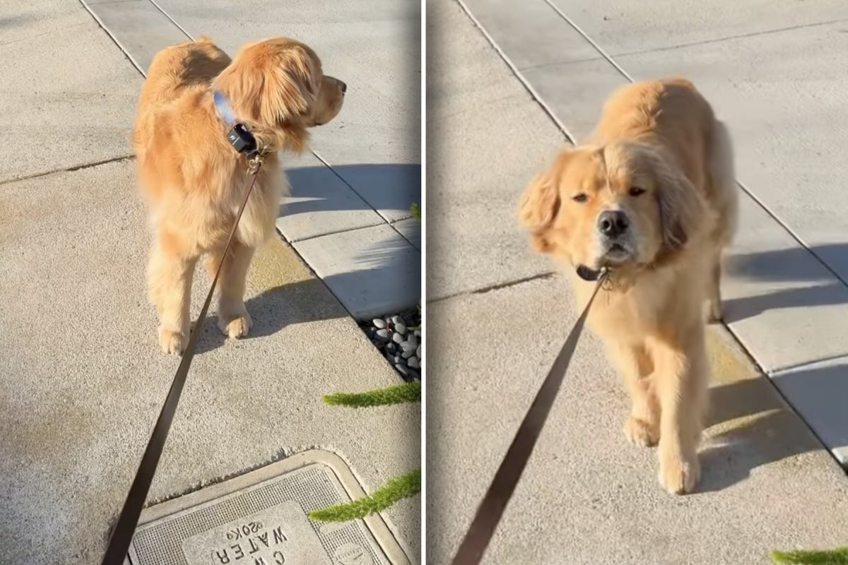 Golden-Retriever-weigert-sich-spazieren-zu-gehen-Sein-Grund-verz-ckt-so-viele
