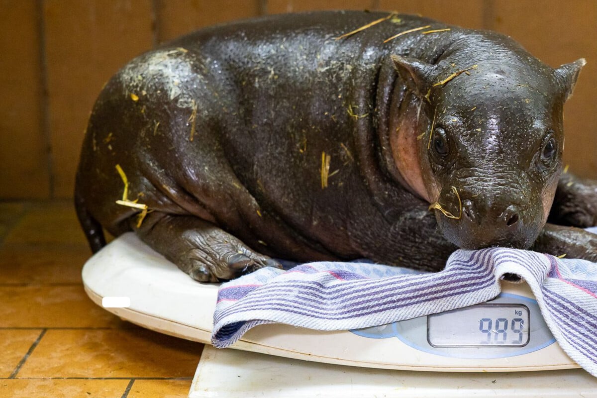 Nicht mehr lange ohne Namen: Berliner Hippo-Baby z