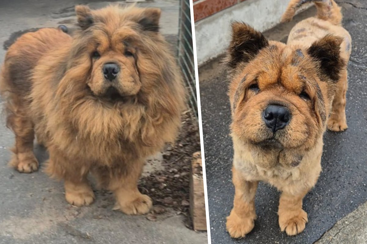 Zum Betteln missbraucht und sichergestellt: Chow-Chow-Rüde Leo sucht neues Zuhause