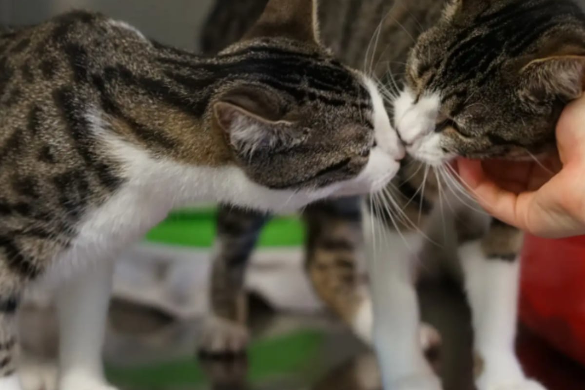 Diese-cleveren-Katzen-ffnen-sogar-T-ren-Wer-schenkt-Luna-und-Lara-ein-Zuhause-