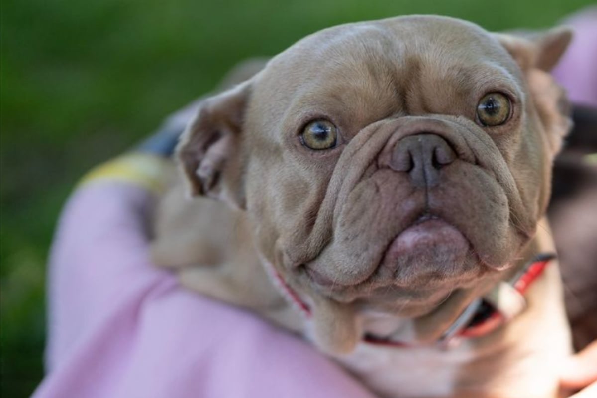 Keiner vermisst Hündin Roxy: Süße Bulldogge sehnt sich nach einem neuen Zuhause