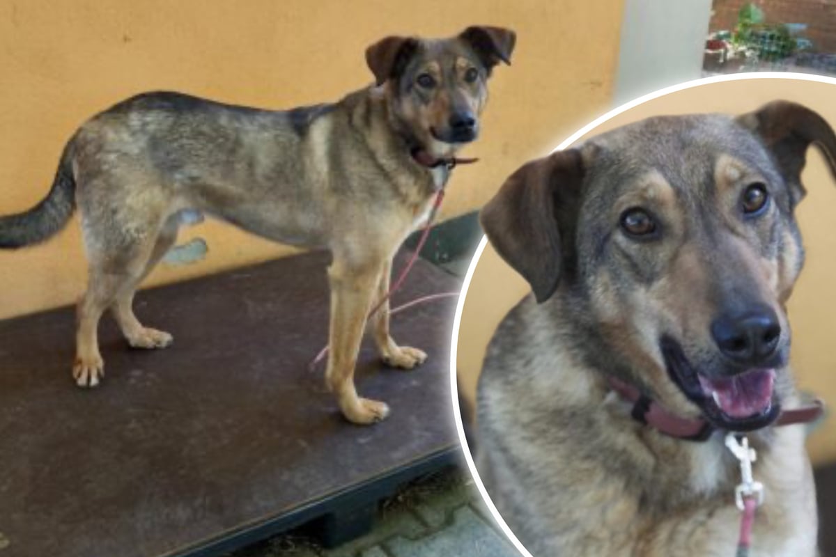 Hund Ares hat bereits einiges durchmachen müssen: Jetzt hofft er auf ein besseres Leben