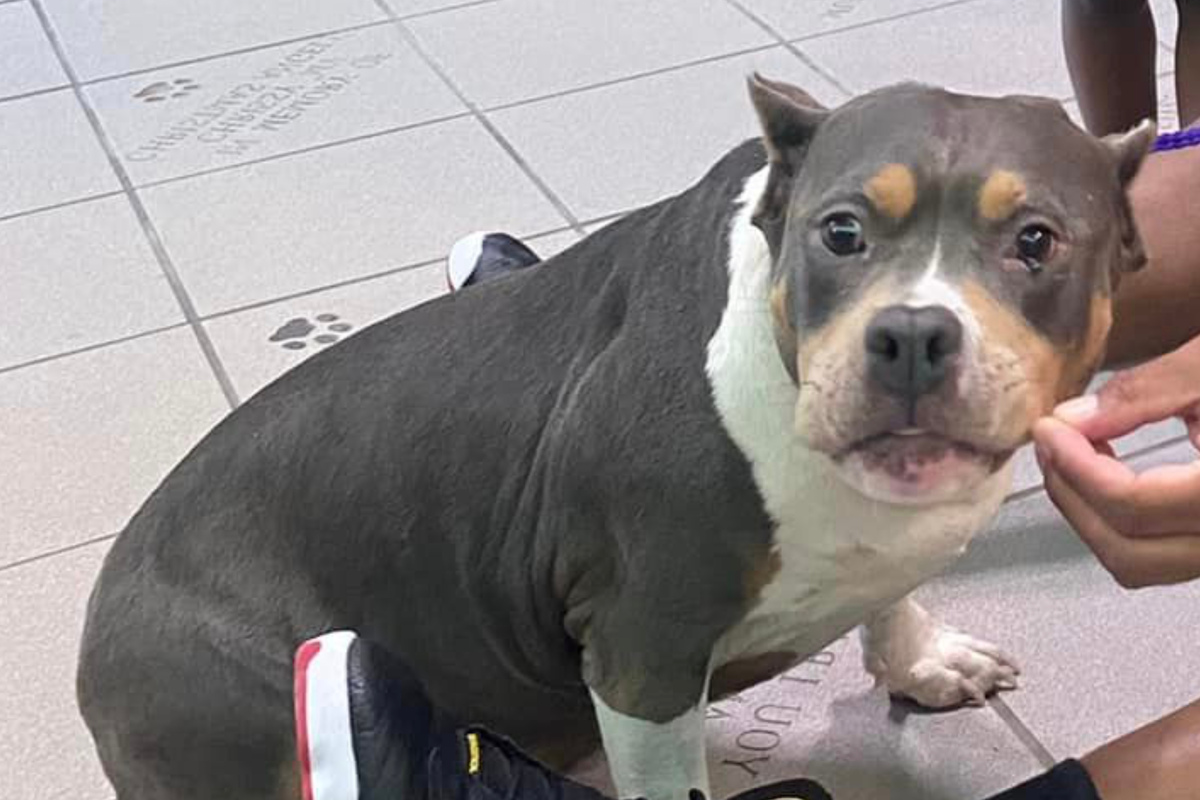 Missing dog returns to her family after two years in amazing reunion! - Vimarsana News