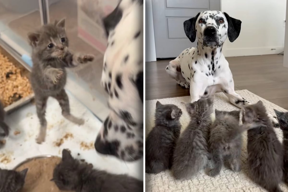 Good girl! Gentle Dalmatian has paws full with purr-fectly sweet kitten posse